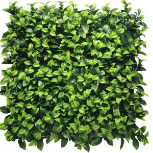 Gardenia Ivy